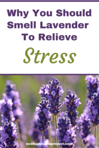 How to Dry Lavender and Keep It Smelling Lovely